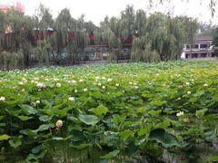 iphone_upload_pic-莲湖公园