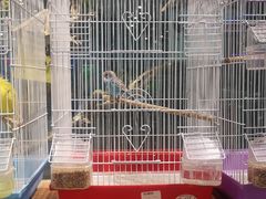 -龟与熊猫宠物公园(南坪店)