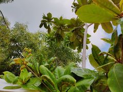 -珊瑚岛