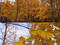 -长白岛森林公园