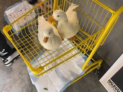 柯尔鸭-浣熊柯尔鸭土拨鼠·电玩咖