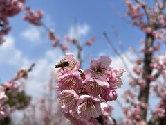 -顾村公园