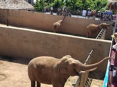 -西霞口神雕山野生动物世界