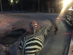 -清迈夜间动物园