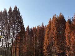 -桤木河湿地公园