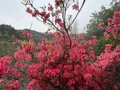 -木兰云雾山