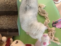 -MOYOYO猫咪咖啡店