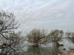 -宝安西湾红树林湿地公园