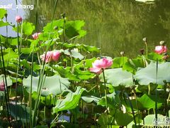 -紫竹院公园冰场