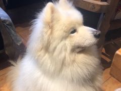 -more than meow吴止猫主题餐厅(承德 中船汇店)