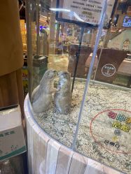 -卡通尼·Safari非洲探索乐园·生日会(金桥国际商业广场店)