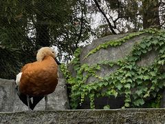 -上海野生动物园