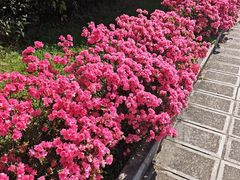 -大理文庙(大理古城)
