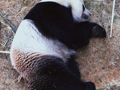 -泉州海丝野生动物世界