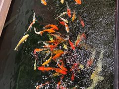 -龙悦湾酒家·八阵鱼生·渔人码头店