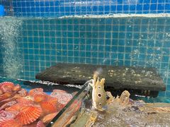 -曼格活海鲜·牛排自助(光明蓝鲸店)