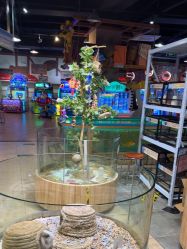 -卡通尼·Safari非洲探索乐园·生日会(金桥国际商业广场店)