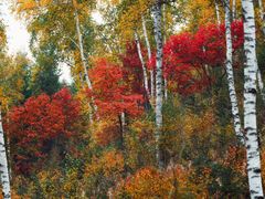 -塞罕坝国家级自然保护区