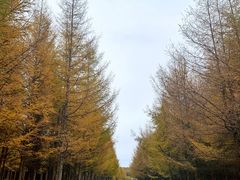 -塞罕坝国家级自然保护区