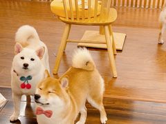 -豆柴町-柴犬主题狗咖(红鼎国际C座店)