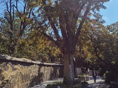 -石老人观光园