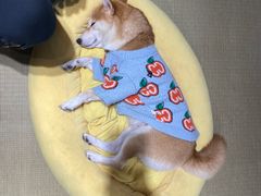-逗柴咖啡屋·狗咖猫咖宠物桌游