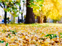 -三里屯东五街银杏大道