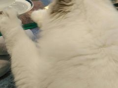 -momokira米努特·德文卷毛猫·棉花面纱犬