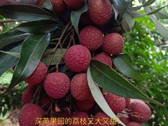 -从化深英荔枝黄皮龙眼采摘园
