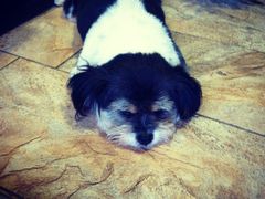 iphone_upload_pic-山色柴火烤披萨·原切牛扒