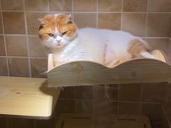 -宠爱国际动物医院· 猫科· 外科·中兽医(长白店)