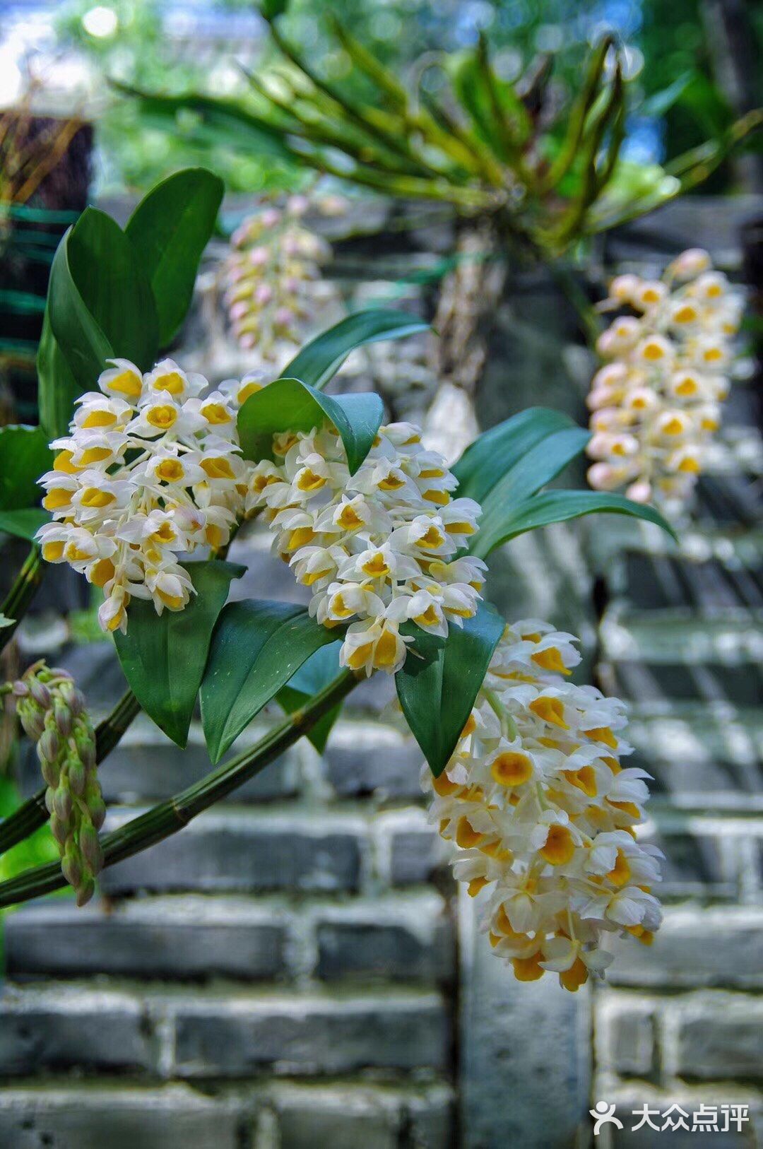球花石斛