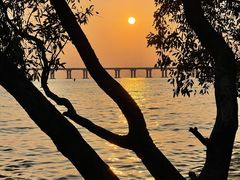 -宝安西湾红树林湿地公园