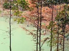 -广州白江湖森林公园