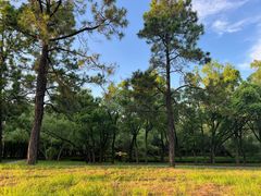 -上海共青森林公园