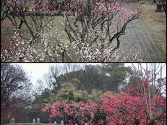 -苏州上方山国家森林公园