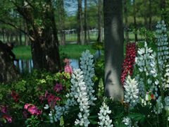 -上海共青森林公园