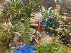 -循礼门鲜花花市(武汉循礼门店)