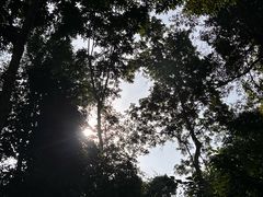 -西双版纳原始森林公园