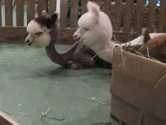 -藦茜花园宠物主题亲子互动体验馆(国顺东路店)
