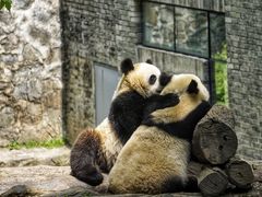 -都江堰中华大熊猫苑