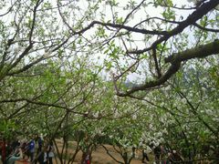 android_upload_pic-南国桃园旅游度假区