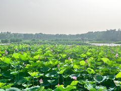 -白洋淀风景区