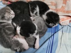 -宠爱国际动物医院·消化内科·心肾内科·ISFM猫友好(望京店)