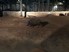 -清迈夜间动物园
