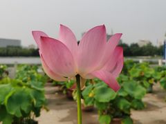 -莲花池公园