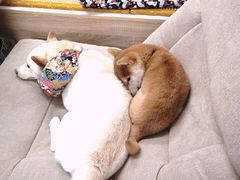 -柴迷FANS CLUB·柴犬狗咖·猫咖