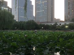 -团结湖公园