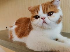 -飞行喵MR PILOT|猫舍·猫咖(静安大融城店)