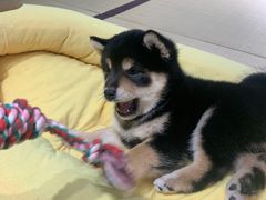-逗柴咖啡屋·狗咖猫咖宠物桌游